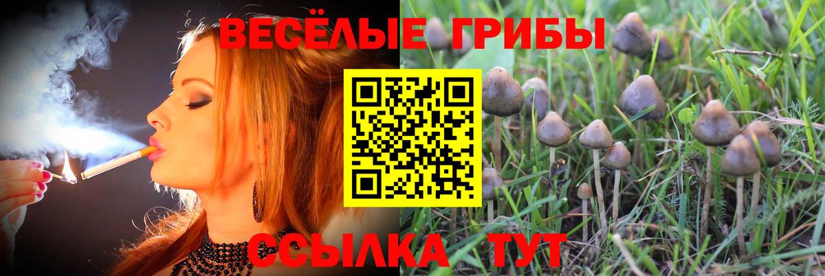 Галлюциногенные грибы прущие грибы Тимашёвск